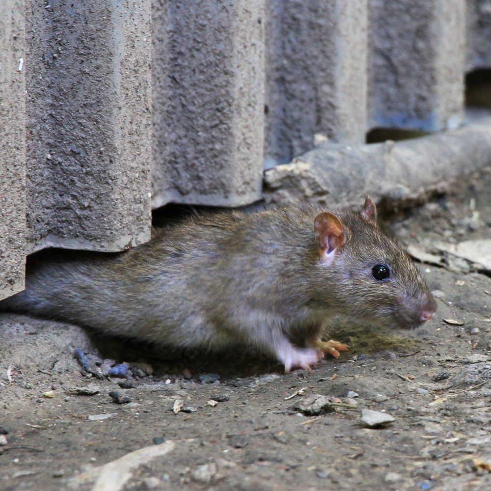 Pest Control for Rodents
