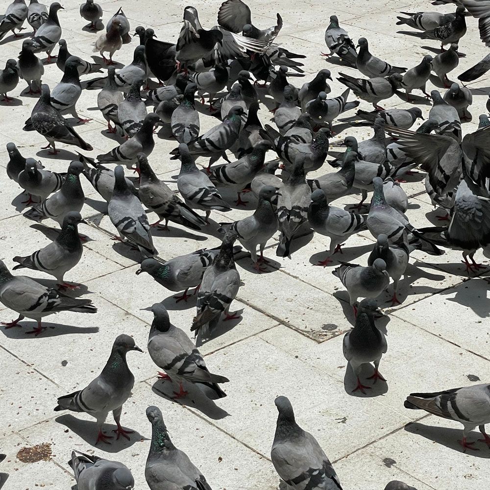 Pest Control for Birds