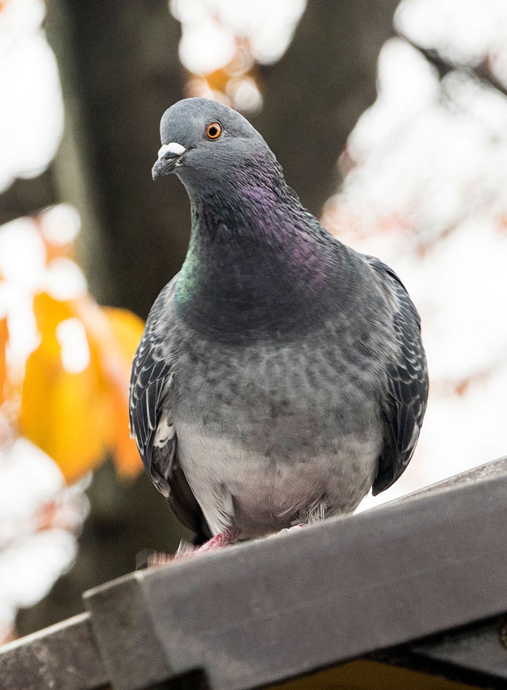 Bird Control Services