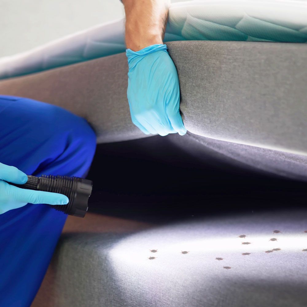 Bed Bug Treatment in Gloucestershire